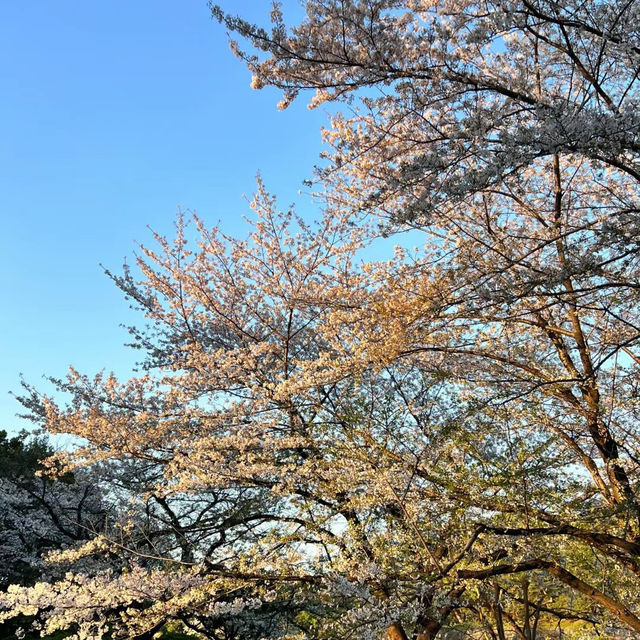 【日韓春天好去處】上田公園：絕景櫻花
