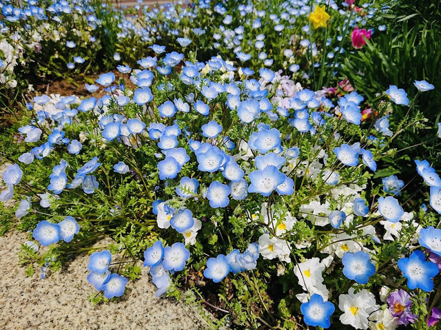 Huge Park in Fujisawa City