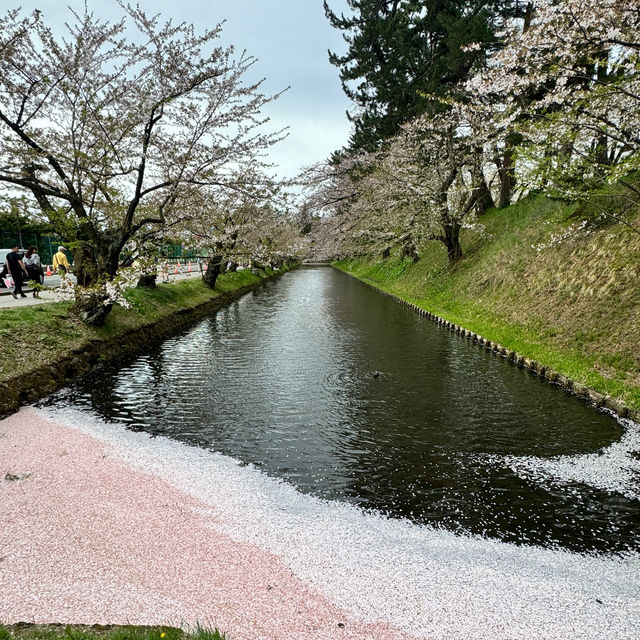 【青森】みちのく三大桜の名所で楽しもう🌸