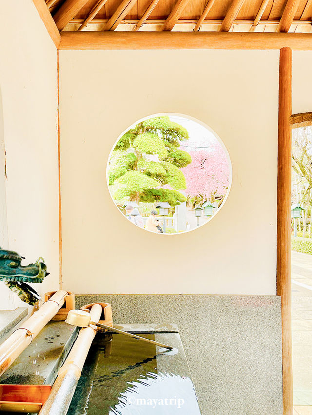 【埼玉】密蔵院に咲く濃いピンクの桜