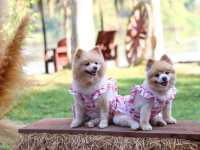 คาเฟ่ริมน้ำในรีสอร์ท The Antique Riverside 