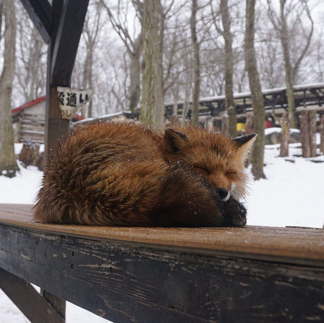 Zao Fox Village