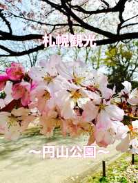 札幌　札幌観光　札幌観光定番 円山公園の桜を見てきたよ！