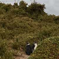 澳洲墨爾本必去親子景點 菲利普島觀賞神仙企鵝歸巢