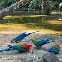 吉隆坡飛禽公園：熱帶鳥語花香，適合感受大自然生命力的理想場所