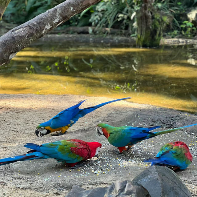 吉隆坡飛禽公園：熱帶鳥語花香，適合感受大自然生命力的理想場所