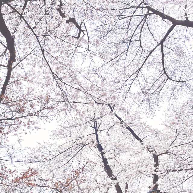 N Seoul Tower in Pink Hues