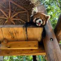 深圳野生動物園：珍稀動物