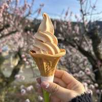 【長野】日本一のあんずの里
