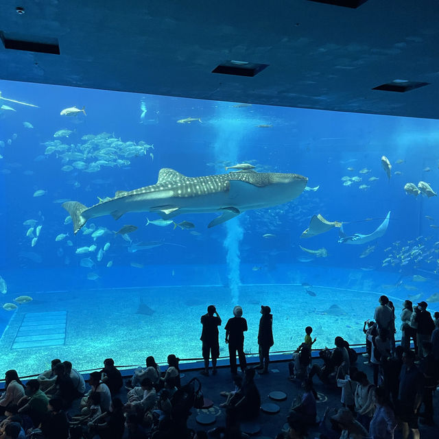 【沖縄観光】優雅に泳ぐジンベイザメが魅力の水族館