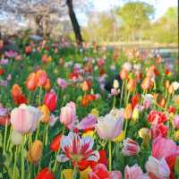 【2024春天好去處】花海公園，賞花回憶