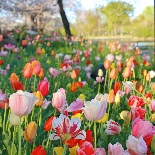 【2024春天好去處】花海公園，賞花回憶