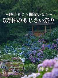 中部地方最大規模の紫陽花スポット‼️夜のライトアップもホタルも楽しめる😍