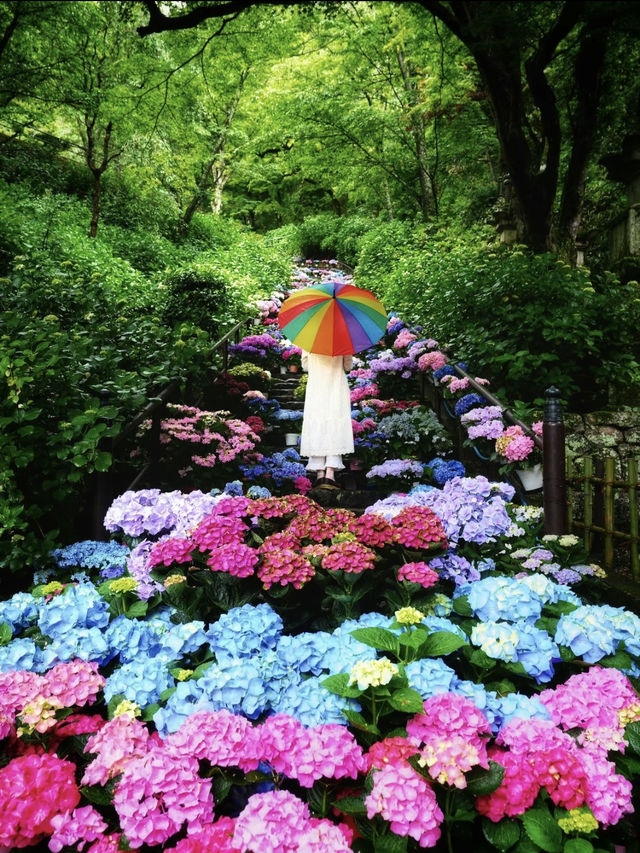 一見の価値あり❣️圧巻のあじさい階段🤗💠💐@奈良・長谷寺 一見の価値あり❣️圧巻のあじさい階段🤗💠💐@奈良・長谷寺