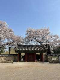 경주 3월 여행🌸 대릉원 벚꽃 돌담길