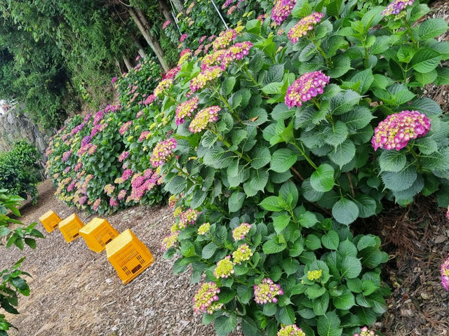 ❤︎🍊감귤 카페 감성 가득한 카페 더 콘테나