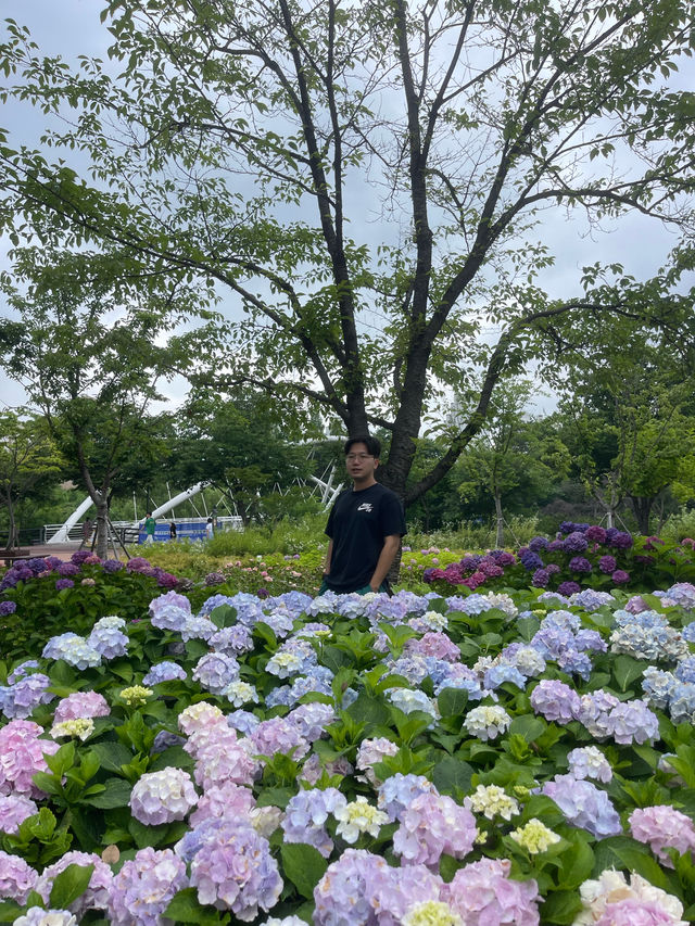 수원에서 여름을 만끽할땐 수국 만개하는 신동수변공원
