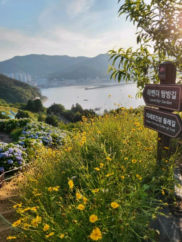 여름꽃들이 만개한 거제 지세포진성꽃동산