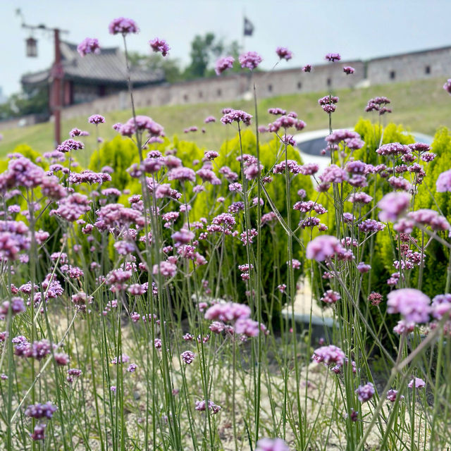 South Korea’s Purple Flower Field 💜