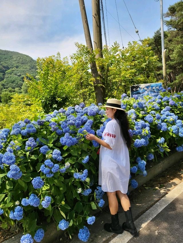내년이 더 기대되는 동화같은 밀양 수국동산