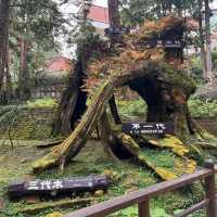 Alishan Taiwan
