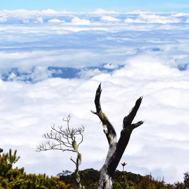 보르네오에서의 코타 키나발루 산 탐험: 최고의 모험