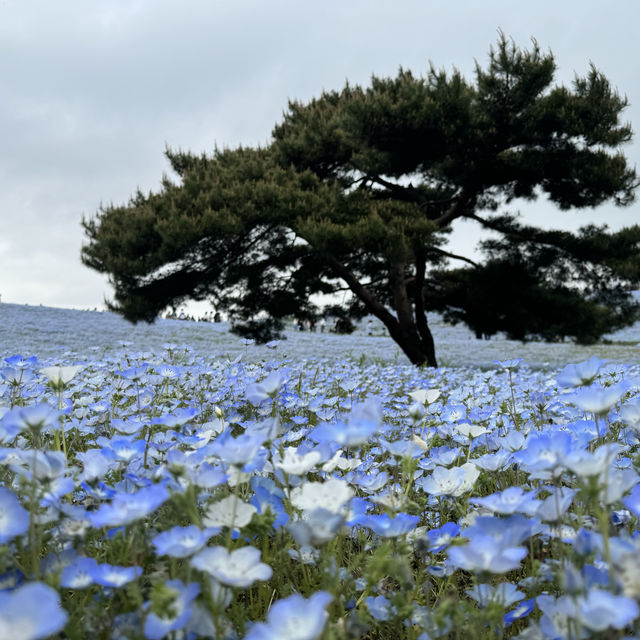 被滿滿的粉蝶花包圍