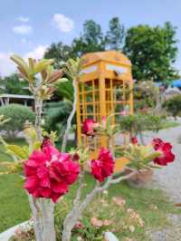 มาเติมความสุข ที่บ้านผาสุข ภูผาม่านกัน