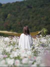 絶景に出逢える！本当は教えたくない天空の花園🌸