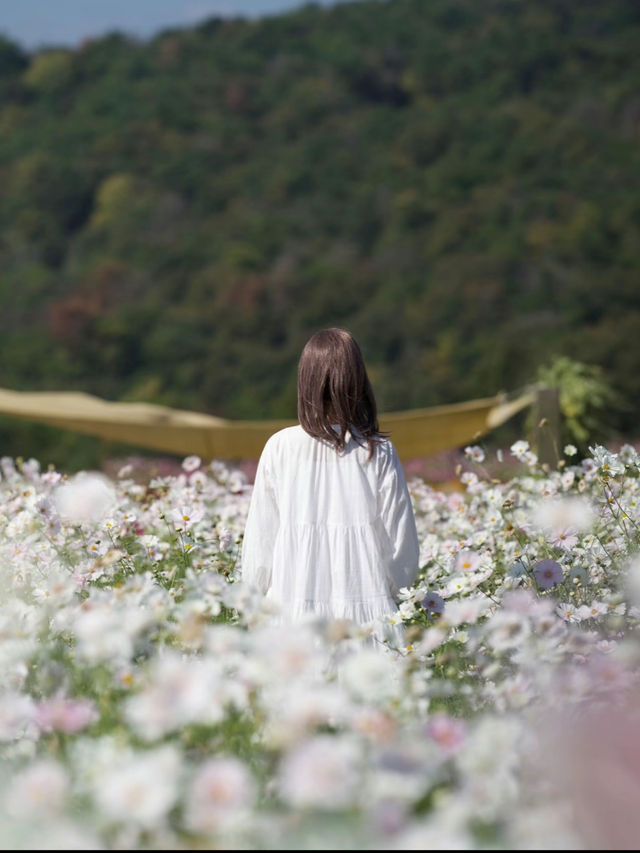 絶景に出逢える！本当は教えたくない天空の花園🌸