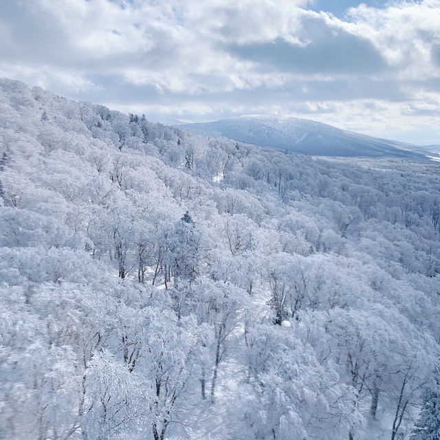 日本東北八甲田樹冰