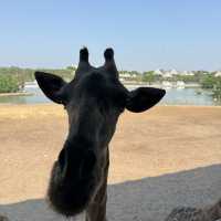 **標題：曼谷Safari World動物園遊玩全攻略**