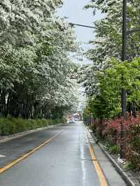 전주 이팝나무 철길이 있는 SNS 인생 포토존 ’팔복동철길‘ 