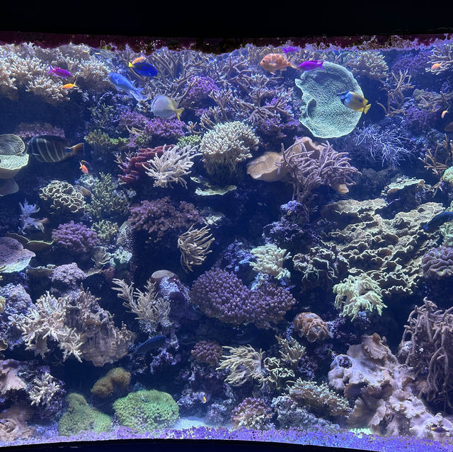 芝加哥海洋博物館 Shedd Aquarium ：珊瑚館，水母館，海洋奇觀等你來！」