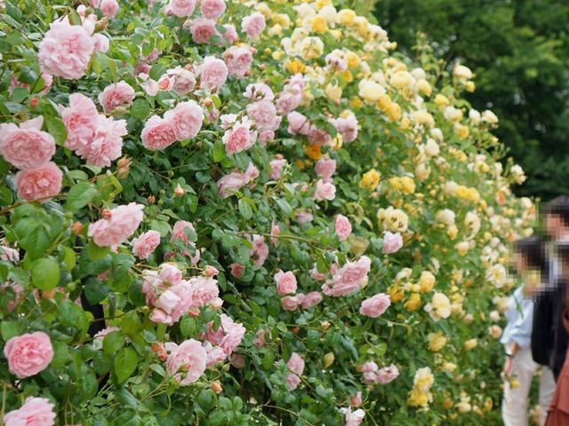 🌺 장미가 보고싶을때는 전주수목원 장미원