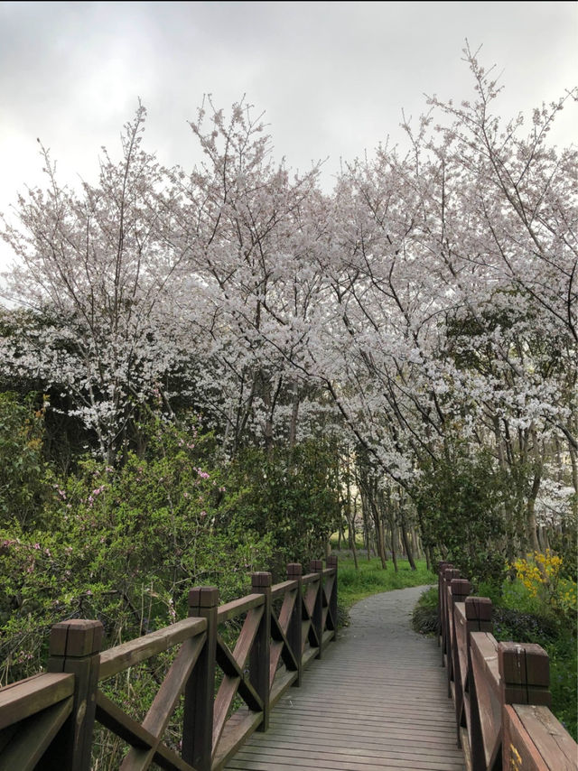 Cherry Blossoms at Gucun Park, Shanghai 🌸🇨🇳