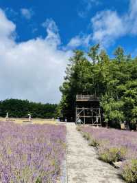 【北海道:中富良野エリア】絶景！！ファーム富田-彩りの畑-