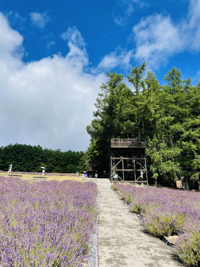 【北海道:中富良野エリア】絶景！！ファーム富田-彩りの畑-