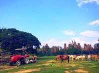 Kampung Bongsu Farmstay