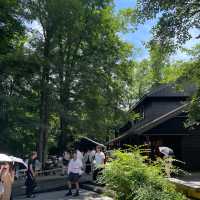 【軽井沢】必ず抑えたい自然を感じられる大人気スポット🌱