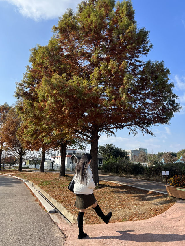 수도권 핑크 뮬리 명소, 가을 핑크 뮬리 명소 '안성 팜랜드' 