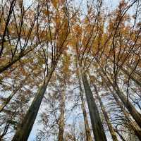 Enchanting Nami Island: A Serene Escape