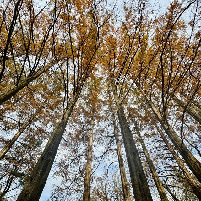 Enchanting Nami Island: A Serene Escape