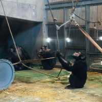 北海道旭山動物園