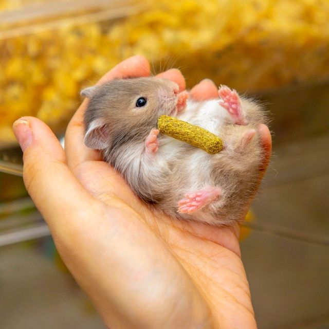 A Hamster Haven, Penang:  A Furry Adventure: Hamcup Cafe