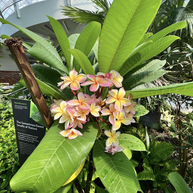 Myriad Botanical Gardens