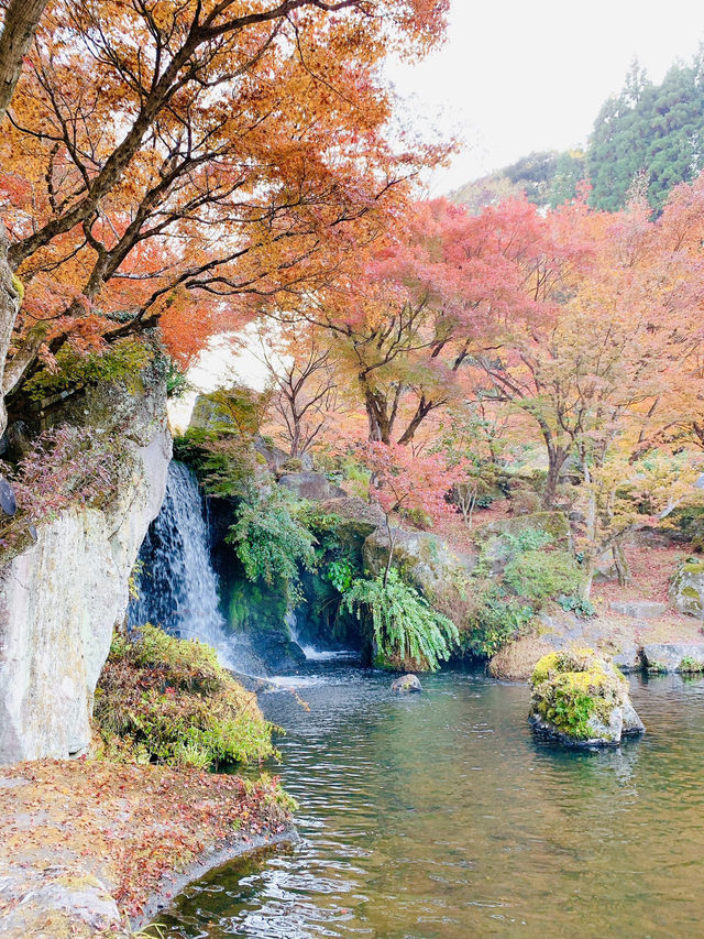 【大分観光】紅葉が人気だけど🍁四季折々の景色が見られる日本庭園🍁