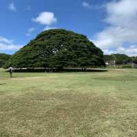 この木なんの木？気になる木〜in Hawaii 
