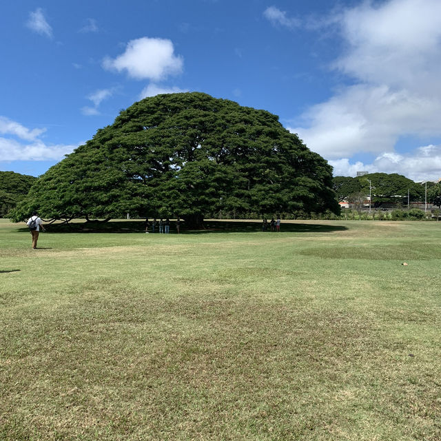 この木なんの木？気になる木〜in Hawaii 
