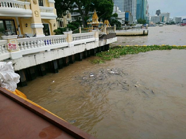 ท่าเรือที่สวยที่สุด..ริมแม่น้ำเจ้าพระยา
